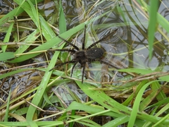 Ancylometes concolor