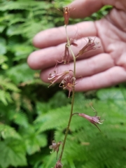Tolmiea diplomenziesii