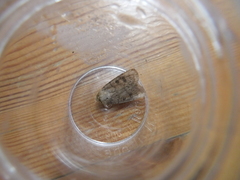 Hoplodrina octogenaria