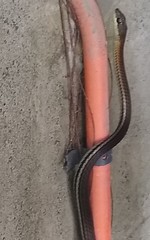 Dendrelaphis caudolineatus