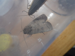 Hoplodrina octogenaria