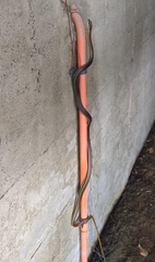 Dendrelaphis caudolineatus