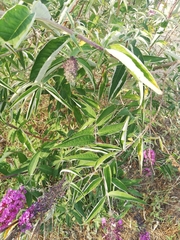 Buddleja davidii