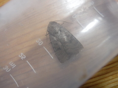 Hoplodrina octogenaria