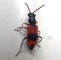 Anthocomus equestris