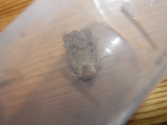 Hoplodrina octogenaria