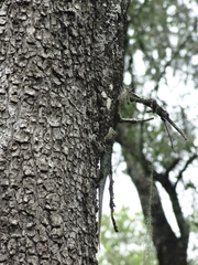 Tropidurus spinulosus