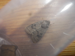 Hoplodrina octogenaria