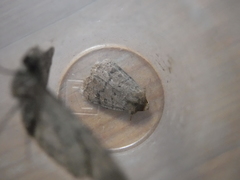 Hoplodrina octogenaria