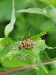 Cantharis lateralis