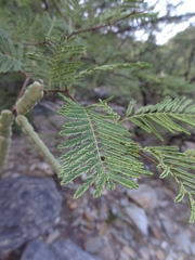 Vachellia aroma