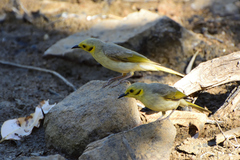 Ptilotula flavescens