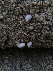 Echinolittorina modesta