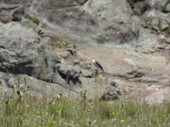 Muscisaxicola rufivertex