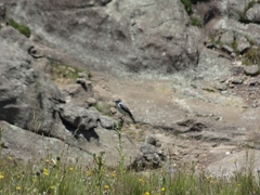 Muscisaxicola rufivertex