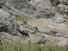 Muscisaxicola rufivertex