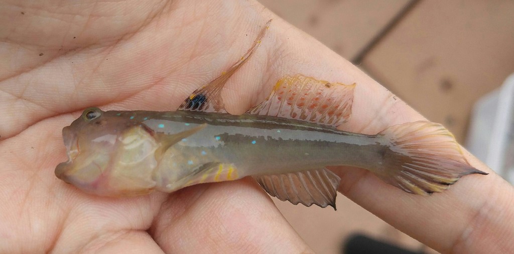 Adonis Shrimpgoby