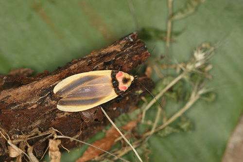 Phaegopterina image