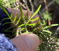 Boronia molloyae