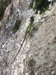 Diploderma polygonatum polygonatum