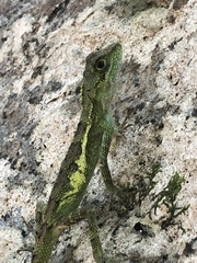 Diploderma polygonatum polygonatum