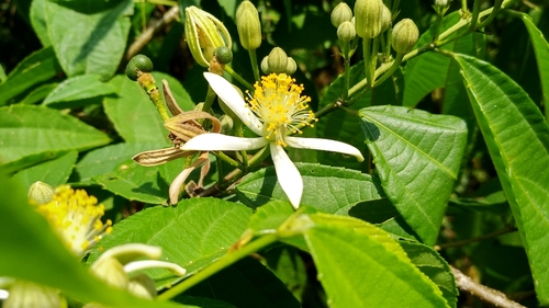Grewia serrulata, photograph 1