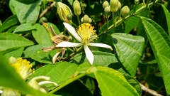 Grewia serrulata