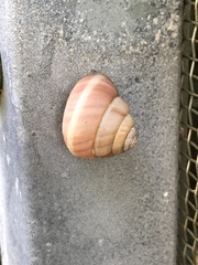 Satsuma