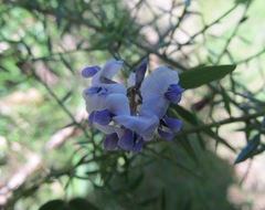 Glycine microphylla