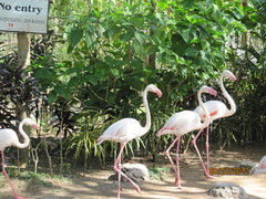 Phoenicopterus