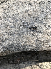 Camponotus modoc