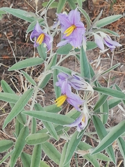 Solanum elaeagnifolium