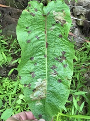Pegomya bicolor
