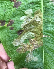Pegomya bicolor