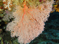 Melithaea