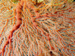Melithaea