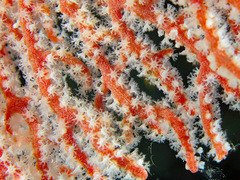 Melithaea