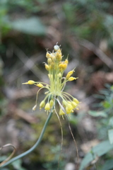 Allium flavum