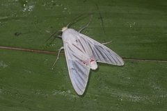 Eupseudosoma aberrans