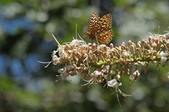 Speyeria callippe comstocki