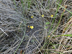 Utricularia ochroleuca