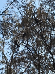 Calyptorhynchus lathami