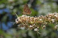 Speyeria callippe comstocki