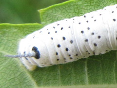 Rondotia menciana