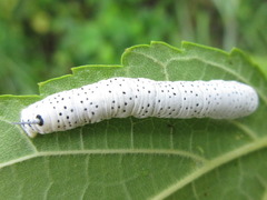 Rondotia menciana