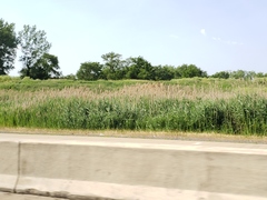 Phragmites australis