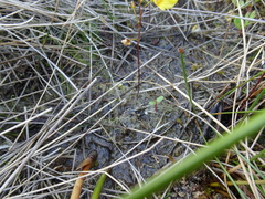 Utricularia ochroleuca