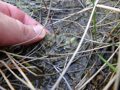 Utricularia ochroleuca