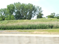 Phragmites australis