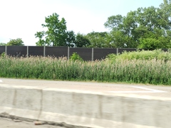 Phragmites australis